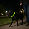 GuardGlow™ LED Safety Collar